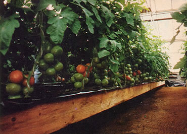 The Nutrient Film Technique Image